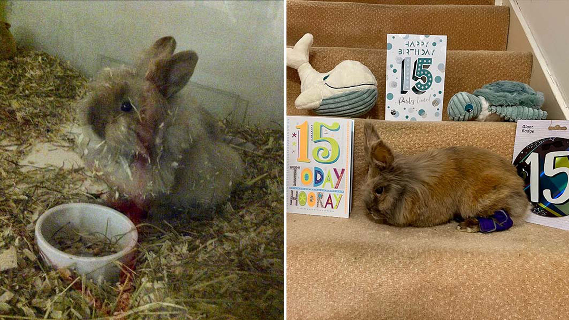 Herbie the lionhead rabbit breaks record as oldest rabbit living at 15 years old