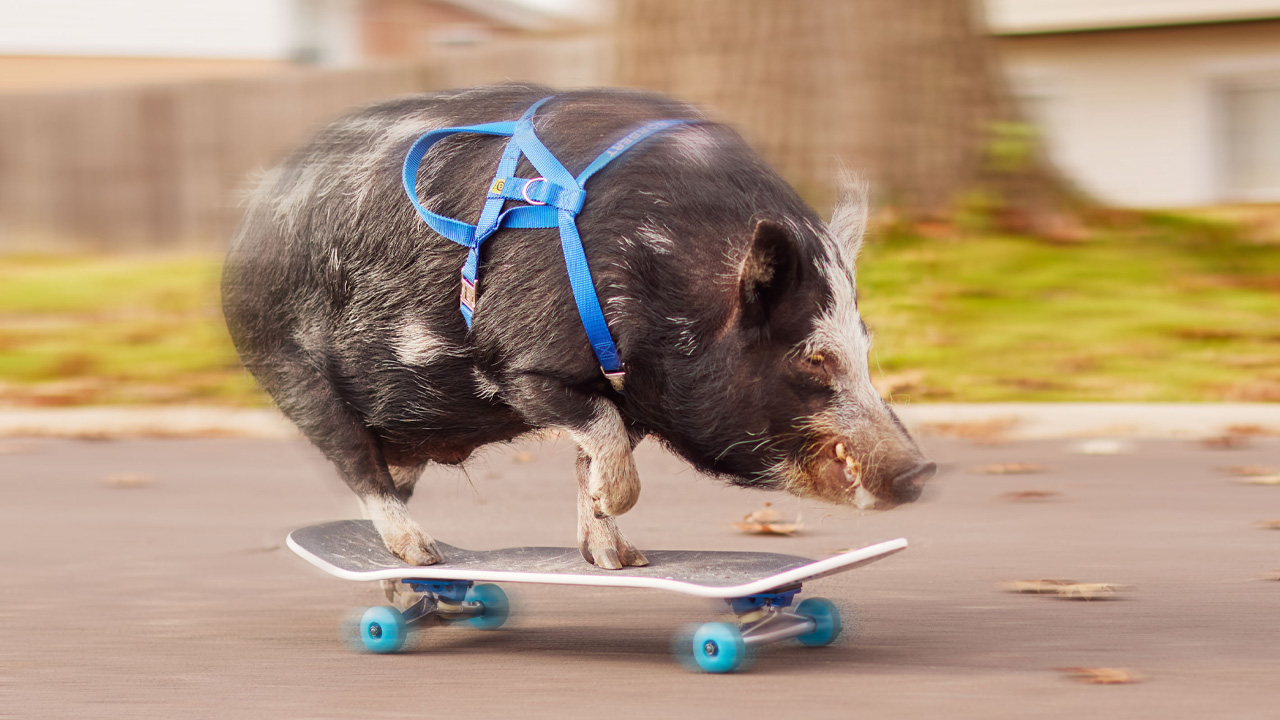 Norbert the skateboarding pig achieves Guinness World Records title